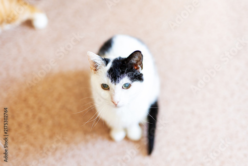Small white kitten with black markings sitting on beige carpet looking up with soft natural light and shallow depth of field, with kitten, cat, feline, pet detail
