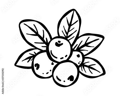 Cranberry cluster with leaves for Thanksgiving in line art