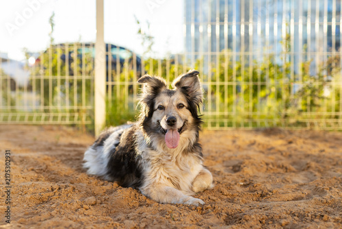Obraz na plátne Longhaired mixed breed dog lying on sandy ground in sunlit urban park with happy