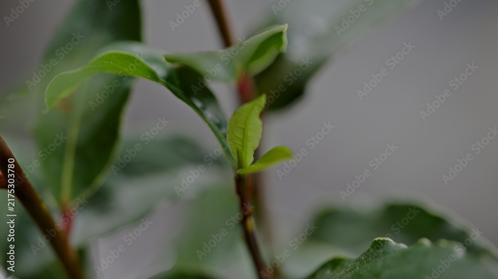 Obraz premium Fresh new growth emerging on bay laurel plant