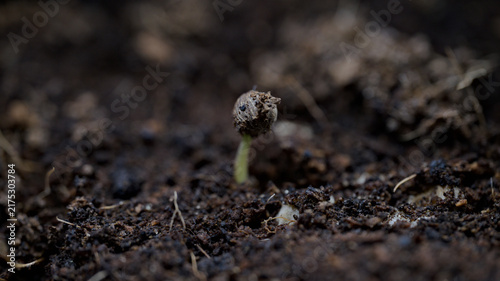 Labisia obtusifolia seedling emerging with seed coat attached