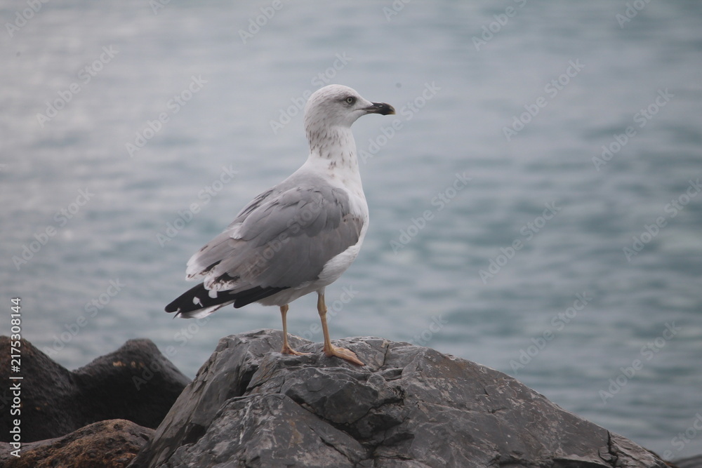 Fototapeta premium Seagull standing on a rock by the sea and looking away. Close-up profile view of a wild gull bird on a rocky coast.