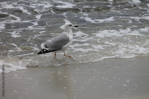 Seagull walking through shallow sea water and foam on a sandy beach. Close-up profile view of a wild gull bird on the coastline.