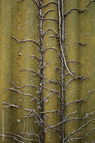 tree bark texture