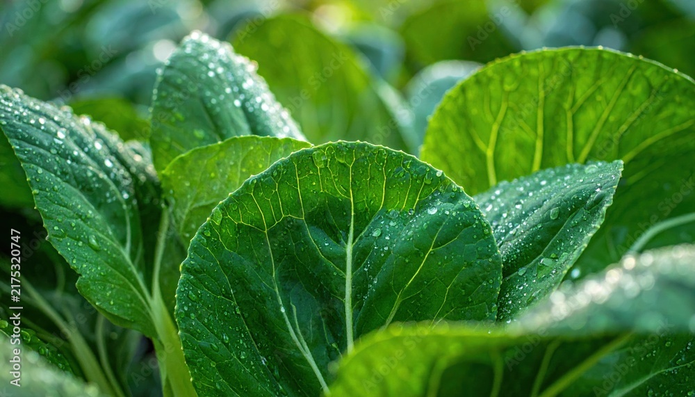 Obraz premium Fresh bok choy leaves with water droplets, natural vegetable closeup