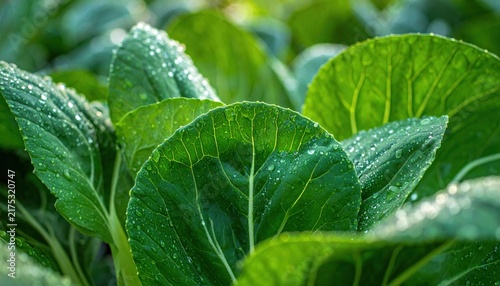 Fresh bok choy leaves with water droplets, natural vegetable closeup