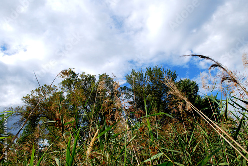 Tall deciduous trees behind reeds in a summer forest against a blue sky
