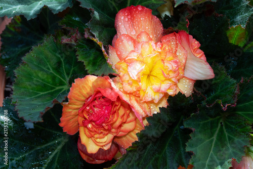 Bild auf Leinwand Rain soaked Sunburst begonias.