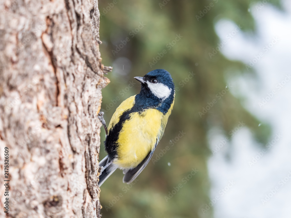 Obraz premium A tit is looking for food on a tree trunk.