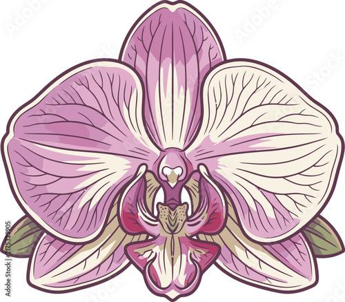 Vector illustration of a pink Phalaenopsis orchid bloom isolated on white background. Detailed botanical art featuring purple petal veins, intricate labellum, and small green leaves.
