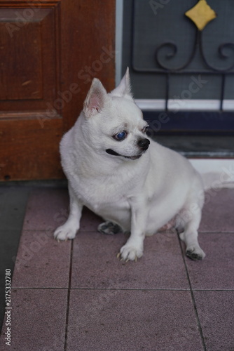 A small, white Chihuahua dog, a cute pet.