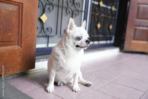 A small, white Chihuahua dog, a cute pet.