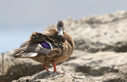 Photography Mallard duck on seashore, Anas platyrhynchos, birds of Montenegro