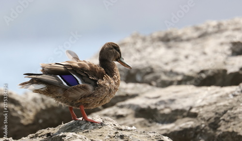 Canvas Print Mallard duck on seashore, Anas platyrhynchos, birds of Montenegro