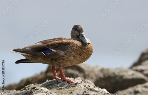 Photography Mallard duck on seashore, Anas platyrhynchos, birds of Montenegro