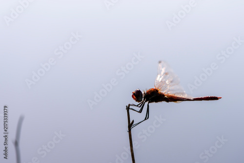 A pictture of a dragonfly