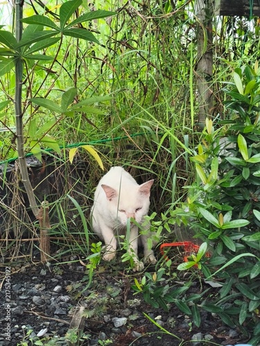 Photography white cat in garden