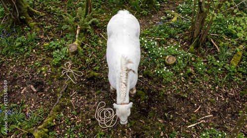 Majestic white pony with a braided mane grazes peacefully while wearing a simple rope halter in a lush vibrant woodland