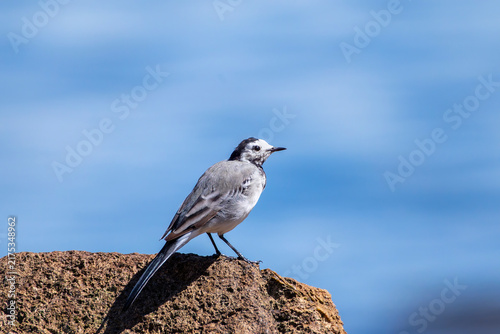 Foto White wagtail perched on a rock.