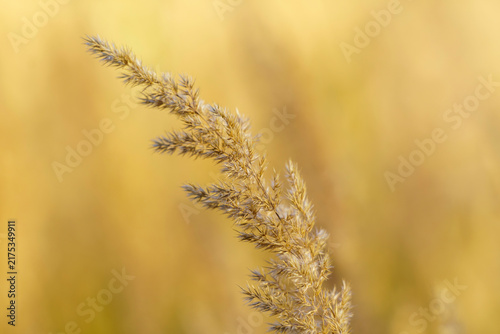 Photography Pojedynczy kłos trawy (Calamagrostis) na rozmytym, ciepłym tle