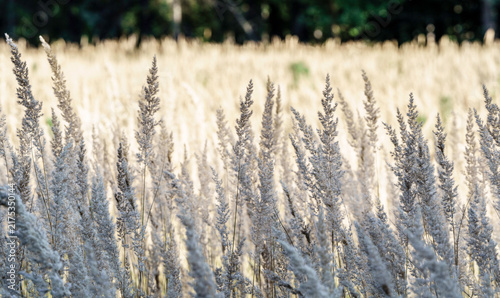 Quadro su tela Puszyste wiechy traw (Calamagrostis epigejos) w miękkim, rozproszonym świetle