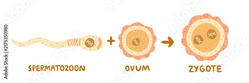 Sperm fertilizing an ovum and forming a zygote. Flat vector illustration, hand drawn. Simple visual representation of fertilization, conception and early human development.