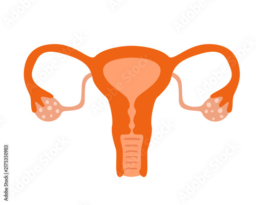 Female reproductive system with uterus, ovaries and fallopian tubes. Flat vector illustration, hand drawn. Simple educational depiction of the anatomy related to fertility and reproduction.