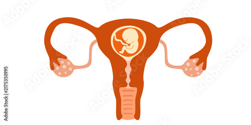 Fetus developing inside the uterus with an umbilical cord, surrounded by the reproductive organs. Flat vector illustration, hand drawn. Simple depiction of pregnancy, fetal development.