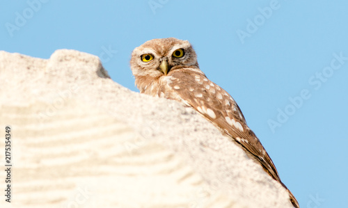 great horned owl