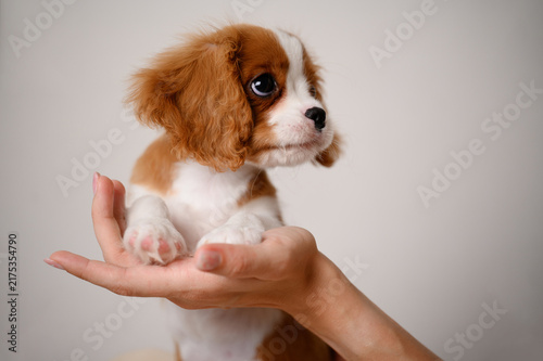 Fotografie Close up tiny cute Cavalier King Charles Spaniel puppy being gently lifted and held in female hands