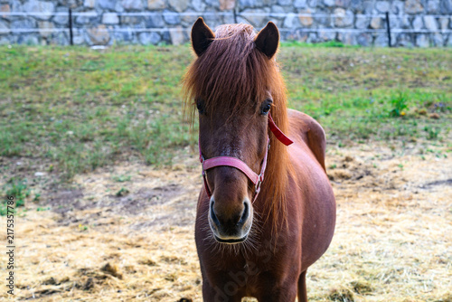 Obraz na plátně Small pony or miniature horse on the field, commonly kept as a companion or pet