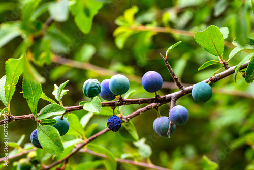 Foto Blackthorn (Prunus spinosa), a spiny shrub also known as sloe, which produces small, tart blue-black fruits