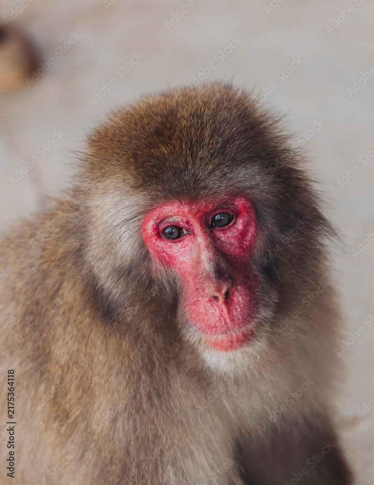 Obraz premium Japanese macaque monkey, Iwatayama Monkey Park, Arashiyama, western Kyoto, Japan, portrait closeup of Nihonzaru snow monkey with red face, blue sky background, troop of Macaca fuscata monkeys