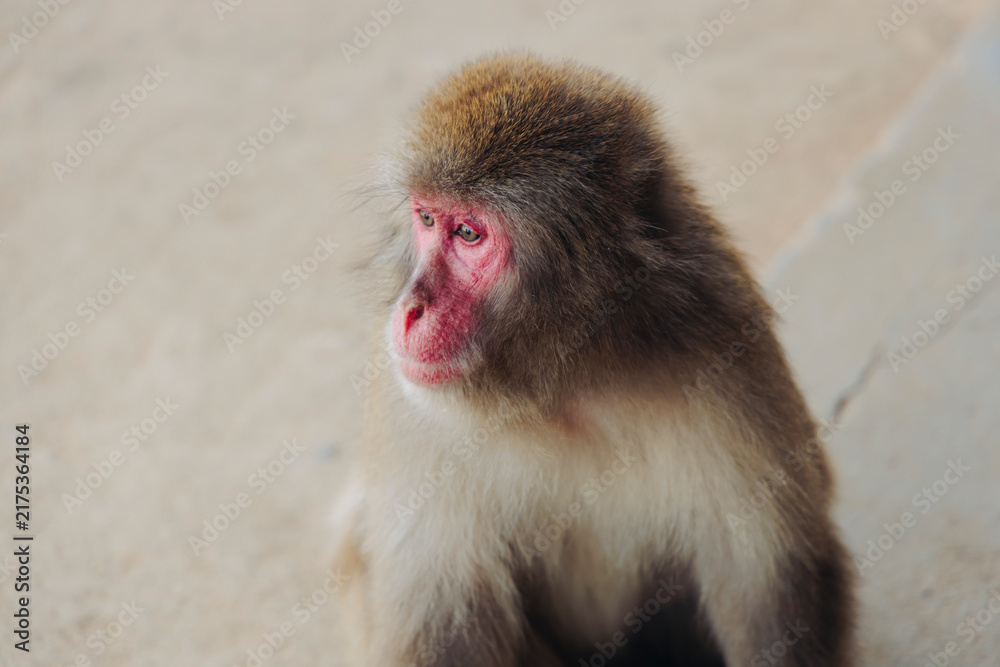 Obraz premium Japanese macaque monkey, Iwatayama Monkey Park, Arashiyama, western Kyoto, Japan, portrait closeup of Nihonzaru snow monkey with red face, blue sky background, troop of Macaca fuscata monkeys