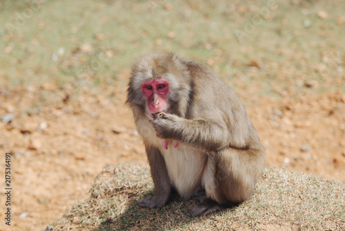 Canvas Print Japanese macaque monkey, Iwatayama Monkey Park, Arashiyama, western Kyoto, Japan