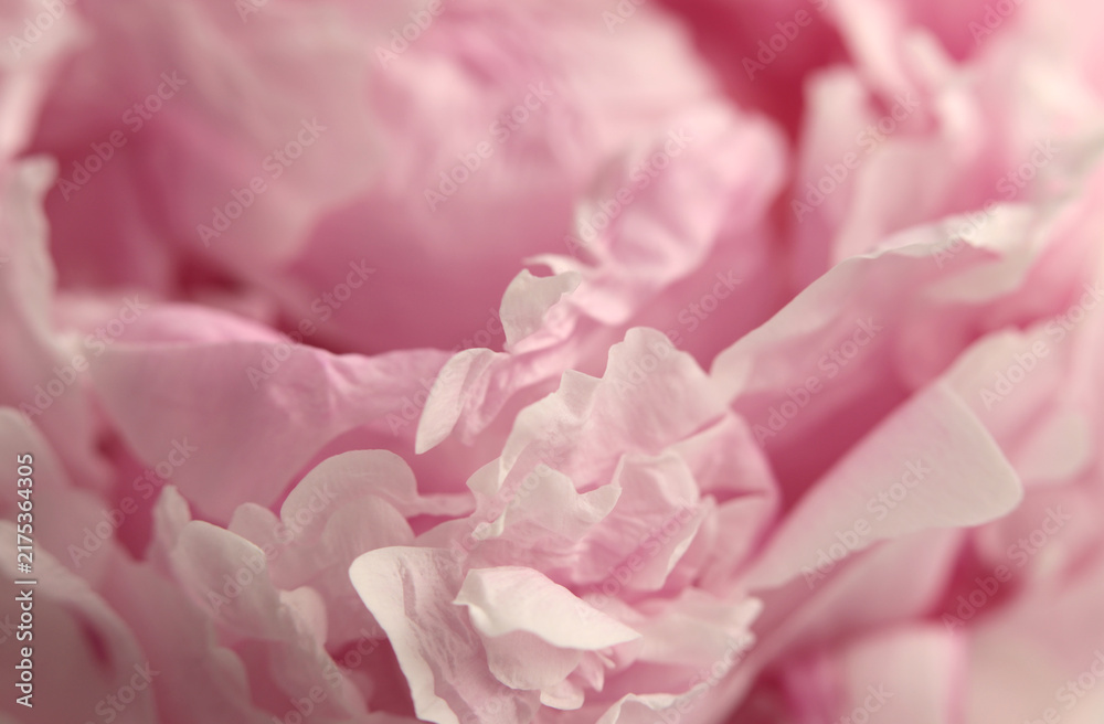 Obraz premium Close-up macro cream white Pink Peony Flower bud Petals. Natural art smoke light background.