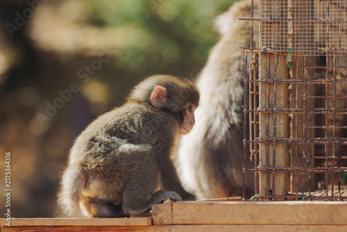 Canvas Print Japanese macaque monkey, Iwatayama Monkey Park, Arashiyama, western Kyoto, Japan