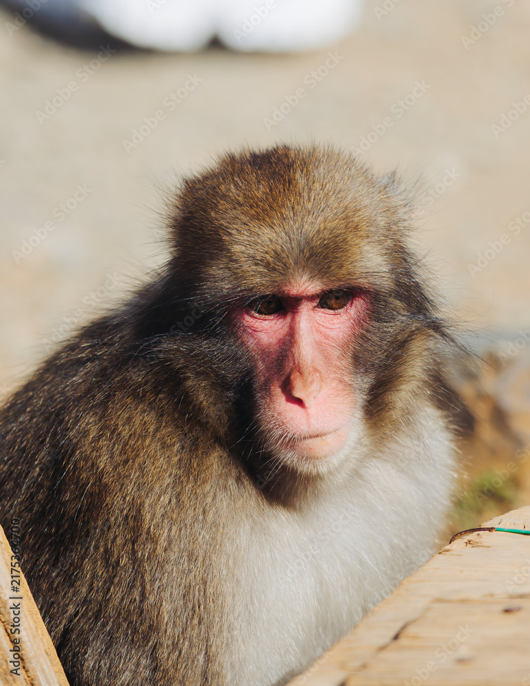 Obraz premium Japanese macaque monkey, Iwatayama Monkey Park, Arashiyama, western Kyoto, Japan, portrait closeup of Nihonzaru snow monkey with red face, blue sky background, troop of Macaca fuscata monkeys