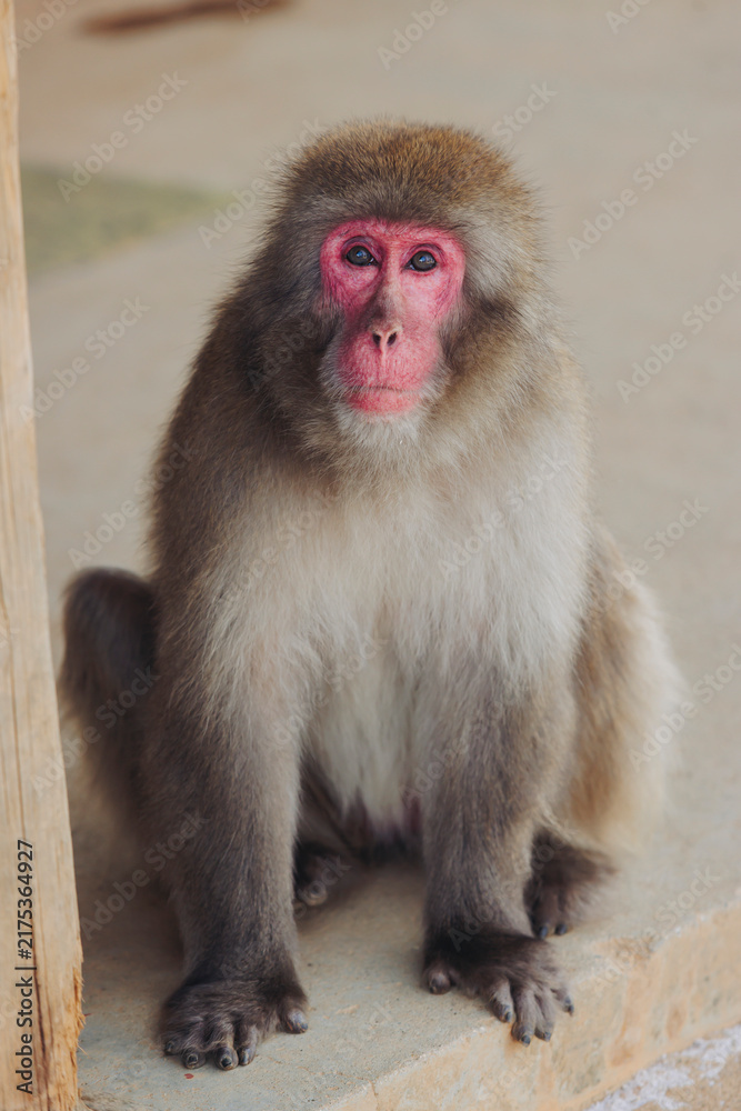 Fototapeta premium Japanese macaque monkey, Iwatayama Monkey Park, Arashiyama, western Kyoto, Japan, portrait closeup of Nihonzaru snow monkey with red face, blue sky background, troop of Macaca fuscata monkeys