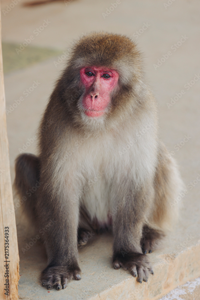 Obraz premium Japanese macaque monkey, Iwatayama Monkey Park, Arashiyama, western Kyoto, Japan, portrait closeup of Nihonzaru snow monkey with red face, blue sky background, troop of Macaca fuscata monkeys
