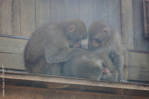 Photography Japanese macaque monkey, Iwatayama Monkey Park, Arashiyama, western Kyoto, Japan