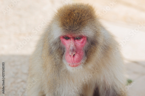 Canvas Print Japanese macaque monkey, Iwatayama Monkey Park, Arashiyama, western Kyoto, Japan