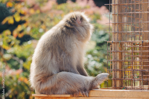 Photography Japanese macaque monkey, Iwatayama Monkey Park, Arashiyama, western Kyoto, Japan
