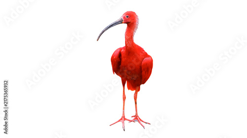 Photography Scarlet ibis standing upright against a stark white background showcasing its br