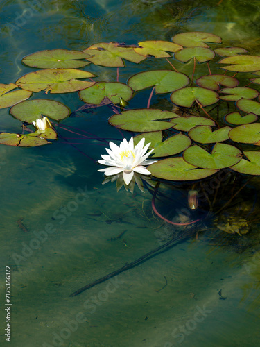 Fotografie Nénuphar blanc (Nymphaea alba) à fleurs blanches en coupe au dessus de grandes f