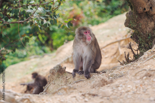 Canvas Print Japanese macaque monkey, Iwatayama Monkey Park, Arashiyama, western Kyoto, Japan