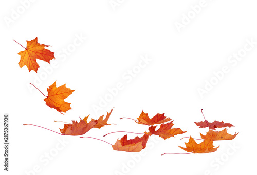 A  vibrant autumn maple leaves isolated on transparent background. Fall designs. Thanksgiving theme