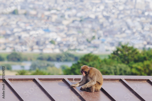 Photography Japanese macaque monkey, Iwatayama Monkey Park, Arashiyama, western Kyoto, Japan