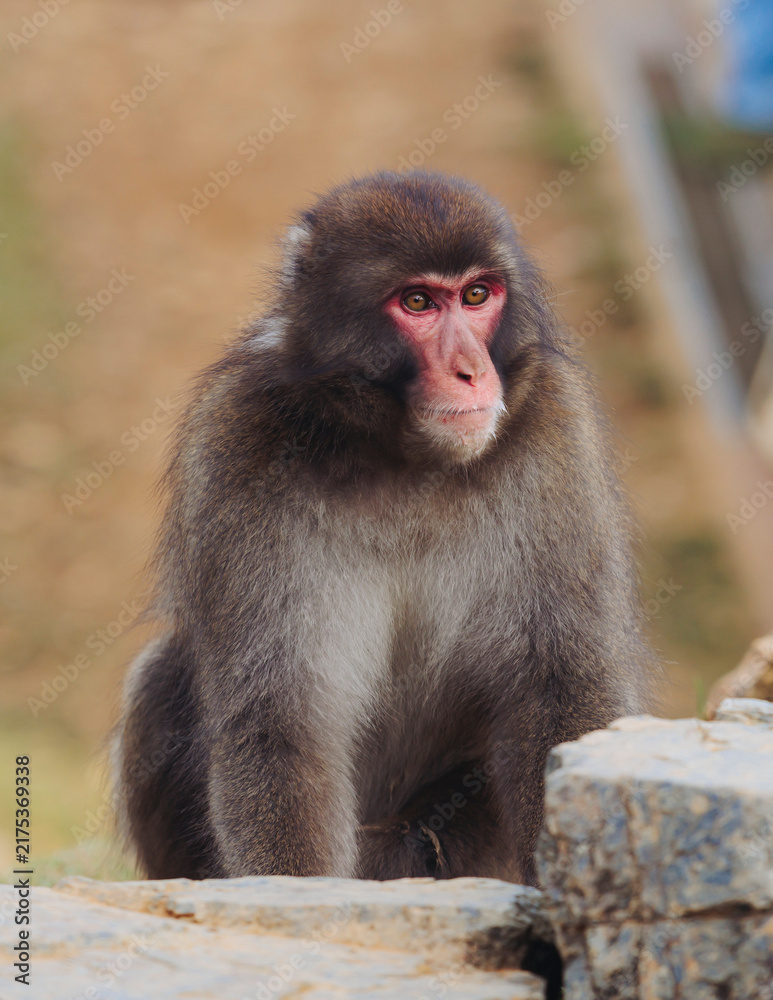 Obraz premium Japanese macaque monkey, Iwatayama Monkey Park, Arashiyama, western Kyoto, Japan, portrait closeup of Nihonzaru snow monkey with red face, blue sky background, troop of Macaca fuscata monkeys