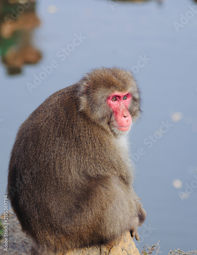 Photography Japanese macaque monkey, Iwatayama Monkey Park, Arashiyama, western Kyoto, Japan